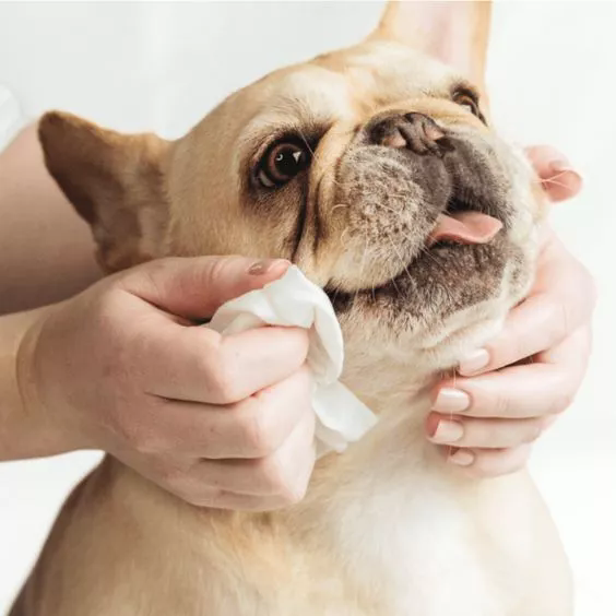 Doekjes voor huisdieren voor reizen: het must-have item voor huisdierenverzorging